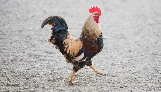 Une photo d’un coq